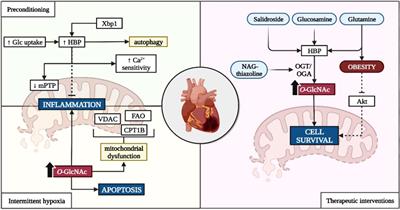 The dual role of the hexosamine biosynthetic pathway in cardiac physiology and pathophysiology